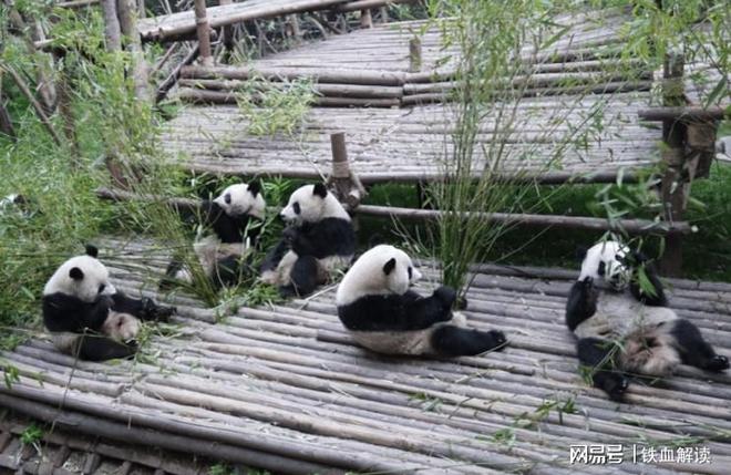 备受喜爱日本希望中方再次续租外交部终于回应了(图1)